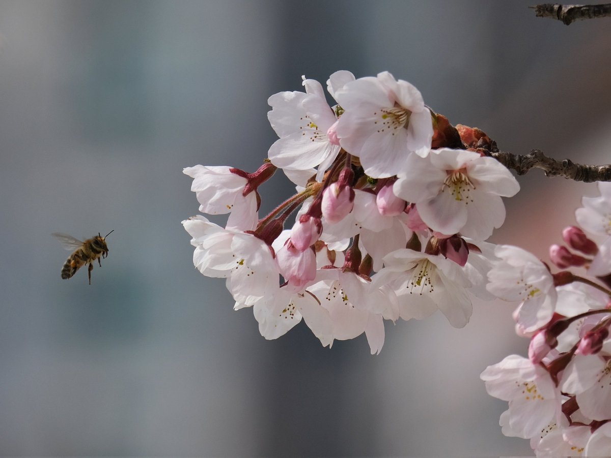 ChrisAstro's tweet photo. Cherry blossoms ready to fully bloom! π°π·πΈποΈ #SouthKorea #exploreROK #Korea #exploreKorea #cherryblossoms #travel #visitSouthKorea #bee #bees https://t.co/UCRo6lQugF