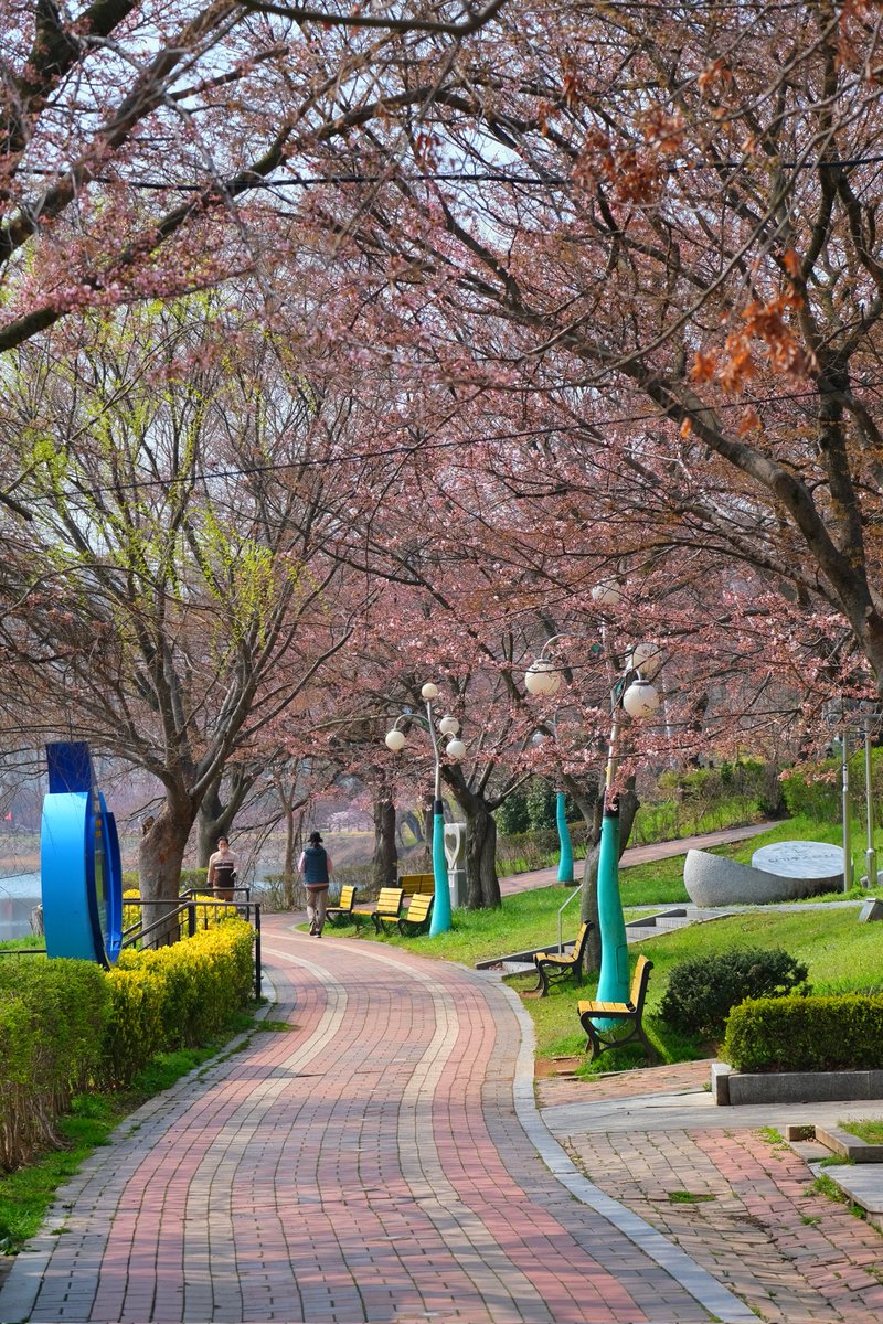 ChrisAstro's tweet photo. Cherry blossoms ready to fully bloom! π°π·πΈποΈ #SouthKorea #exploreROK #Korea #exploreKorea #cherryblossoms #travel #visitSouthKorea #bee #bees https://t.co/UCRo6lQugF