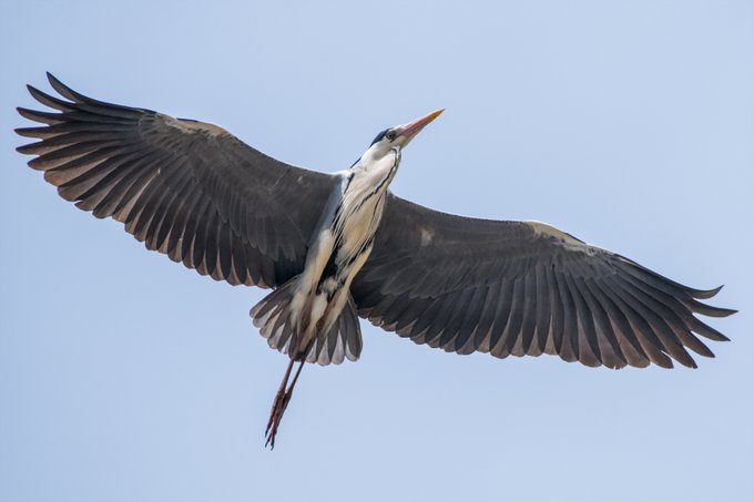 なんか航空機味があるアオサギの飛翔 