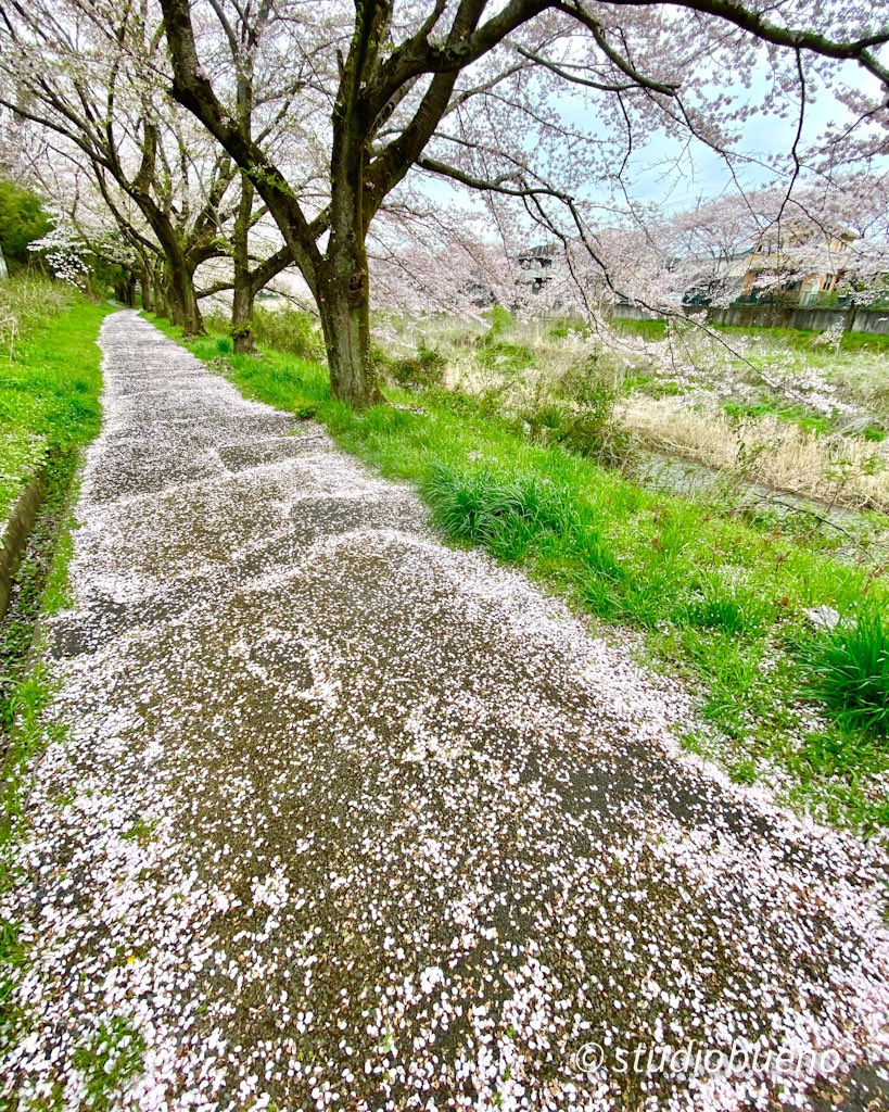 50Kitasan's tweet photo. 遊歩道がサクラ色になっていました。散り際の桜を見ているとしみじみした気持ちになります。
#写真で伝える私の世界 
#カメラ好きな人と繋がりたい 
#春の風景 https://t.co/NbKUQtQHmN