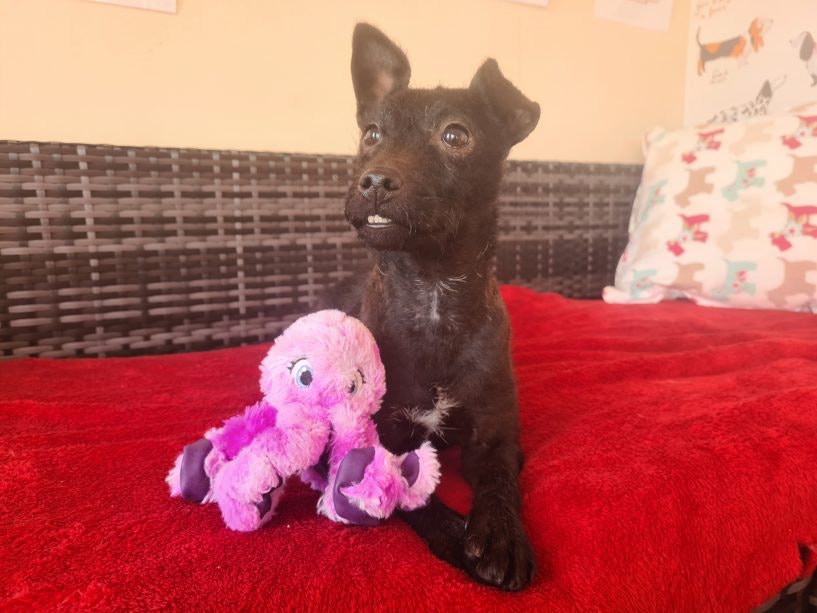 mrsmurrays's tweet photo. #teethoutthursday anyone?? Look at our gorgeous Brodie showing off her pearly whites๐
Could you offer her a forever home??
https://t.co/Knz95zioze https://t.co/q1Ai78cX8R