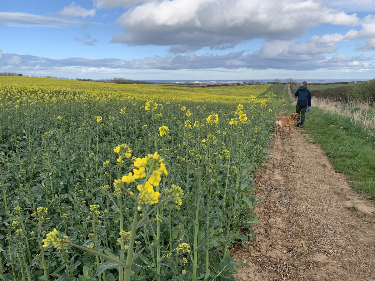 NatAlaMcC's tweet image. Where did you all walk for #NationalWalkingDay yesterday? We did a 6ish mile loop from #Elwick village followed by dinner in The Spotted Cow. Lovely to get out after work now it’s light enough! #walk1000miles @keswickbootco @countrywalking @Love_Hartlepool @GetHpoolActive