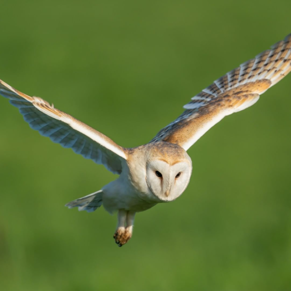 BishopBurton's tweet photo. 🦉 Get involved with #BritishScience by joining the UCBB team for a FREE #Owl Seminar of 28 April 🦉
Find out more & book your place > https://t.co/Mfl1a4LKmz
#UCBB #UniversityCentreBishopBurton #BishopBurton #Owls #Community #Event #EastYorkshire #Yorkshire https://t.co/tS6XdFUijE