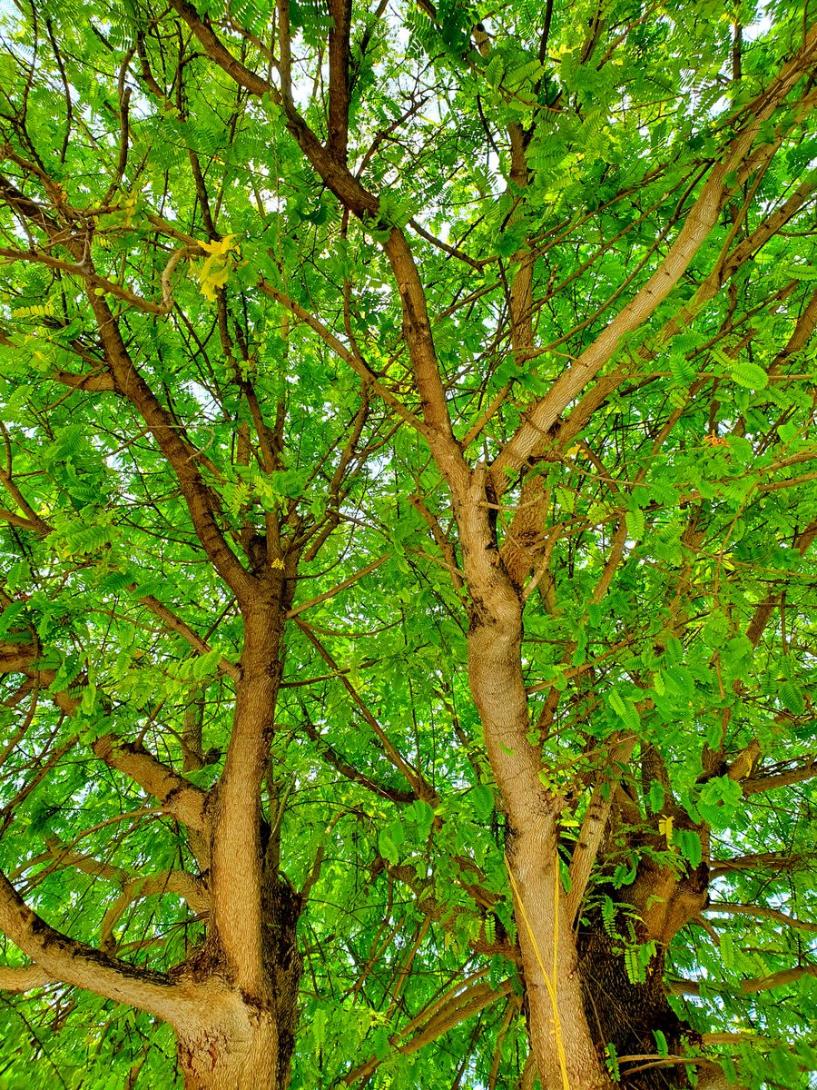 aisee68's tweet photo. Tamarind [local name 'Helenbeli'] found in some islands is an edible condiment to add tasty sour tastes to cuisine. The vitamin rich trees are usually found on bigger islands. Enhances scenery and shaded areas of #Hulhudhuffaaru in beautiful  #RaaAtoll. #HomeGrow #LocalTourism https://t.co/sH3d8RrGgX