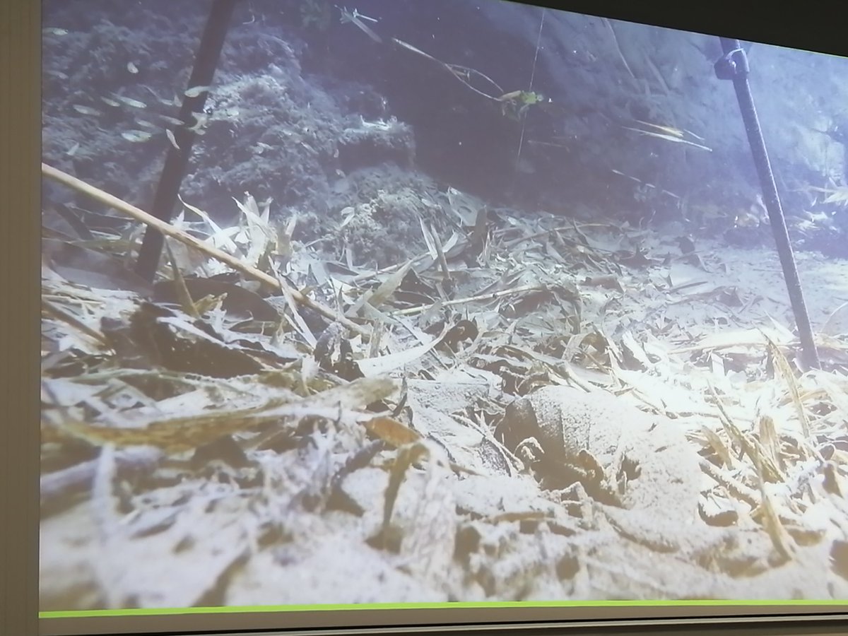 cbenvenuto73's tweet photo. First plenary @asab_conference and it is about 🐟🐟🐟! Conflict and cooperation in female societies of the Trinidadian guppy by the extraordinary @DardenSafi! @asab_tweets https://t.co/e85X0QSG8b