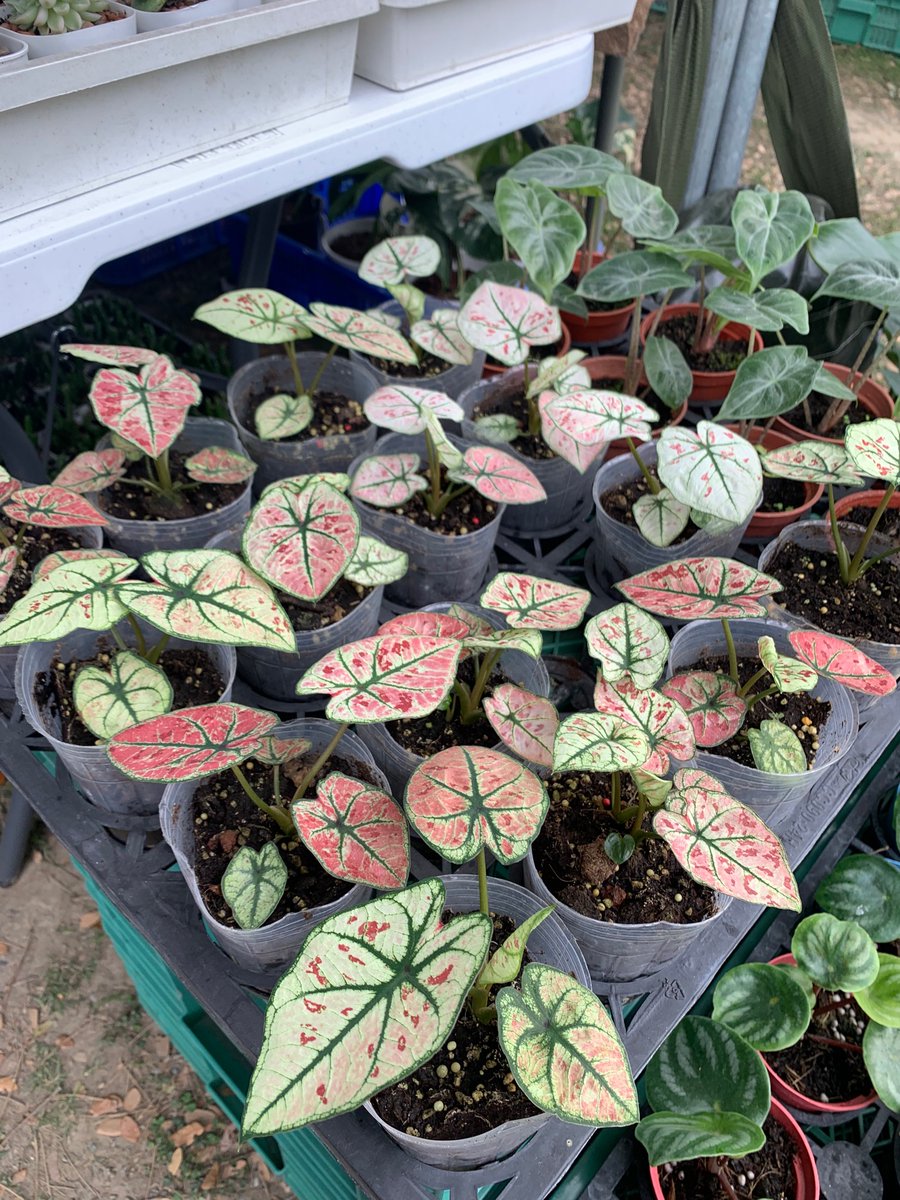 最近都埋在花花草草的世界🤣❤️