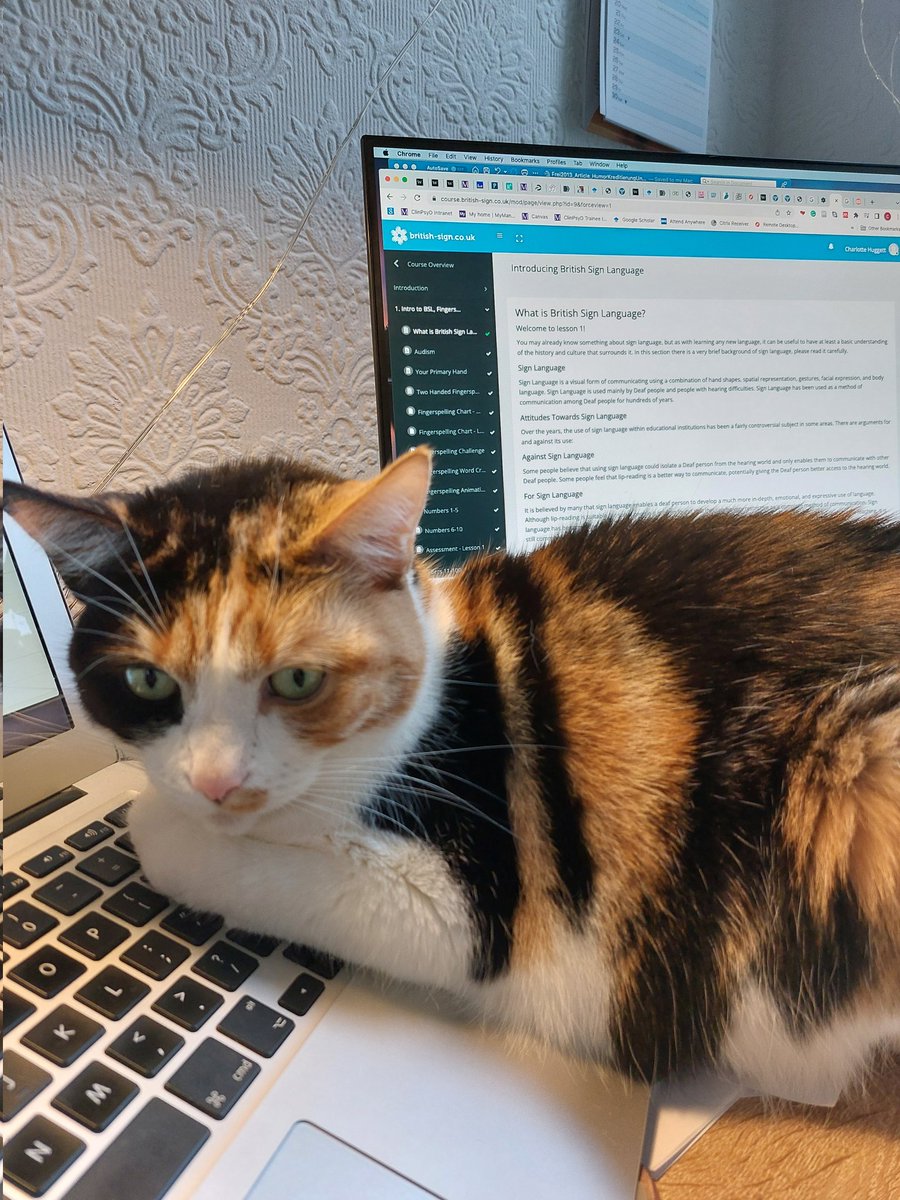 CharliHuggett's tweet photo. Study buddy 😻
#learningbsl #deafmentalhealth #academiccats #CatsOfTwitter https://t.co/8Stq3dXqtg