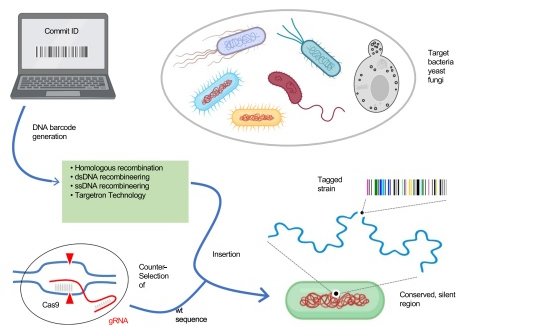 Pincertidumbre's tweet photo. Esta semana #ElenaVelázquez del @CNB_CSIC nos explica cómo funciona #CellRepo, un sistema de código de barras que se inserta en el genoma de organismos modificados genéticamente para saber cómo, dónde y quién los produjo (📒🧬✂️🦠)
#barcode #organisms
📻https://t.co/USXQwOvGuH https://t.co/eHGbPxfFSJ