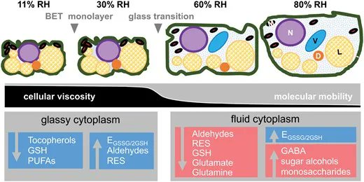 JXBot's tweet photo. Does oxygen affect ageing mechanisms of #Pinus densiflora #seeds? A matter of cytoplasmic physical state https://t.co/yPxkpFkeEU by Davide Gerna, Daniel Ballesteros, Erwann Arc, Wolfgang Stöggl, Charlotte Seal, Nicki Marami-Zonouz, Chae Sun Na, Ilse Kranner &amp; Thomas Roach https://t.co/zCS01QOLj8