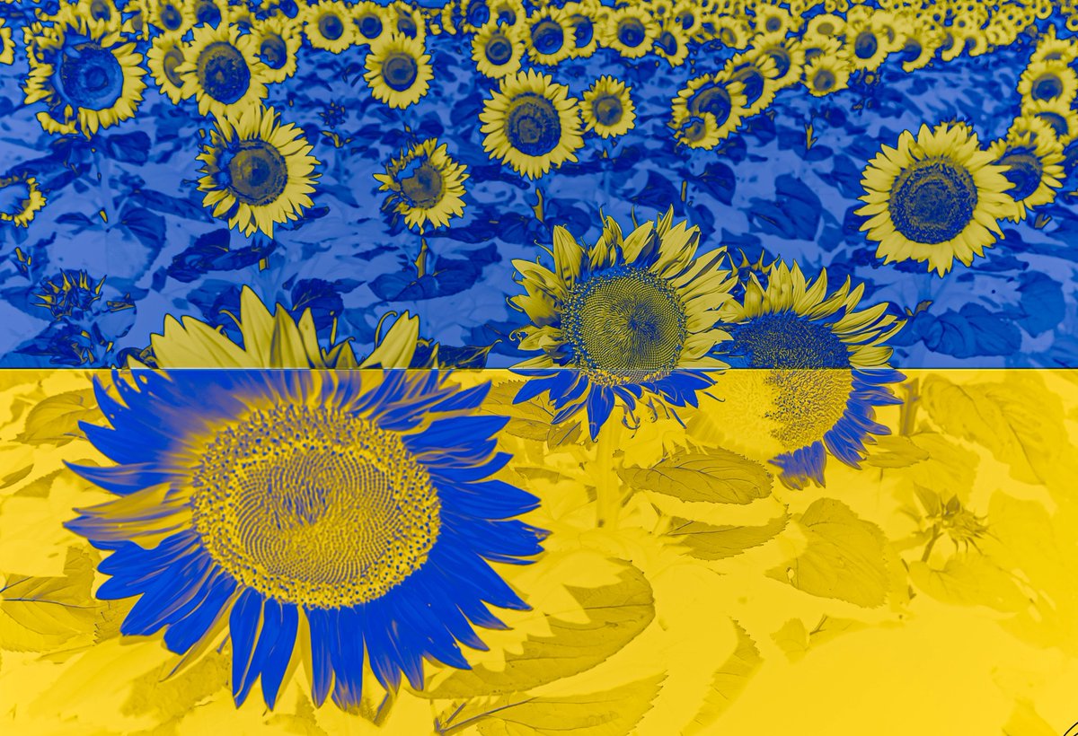 FlashyFact's tweet image. Ukraine is the world’s largest producer of sunflower seeds. Across Ukraine, you’ll see endless fields of these yellow blooms – so many that they’d cover entire Slovenia or New Jersey if you uprooted them!