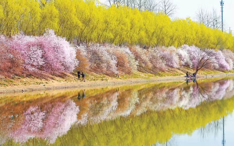 BeijingDiscover's tweet photo. During the three-day holiday that has just passed, statistics showed that tourism around rivers in Beijing gained great popularity with the number of trips reaching about 1.56 million. 🏞🌸🌸
#WanderBeijing #BeijingDevelopment (Photo: Beijing Daily) https://t.co/rKkz2z9wqs