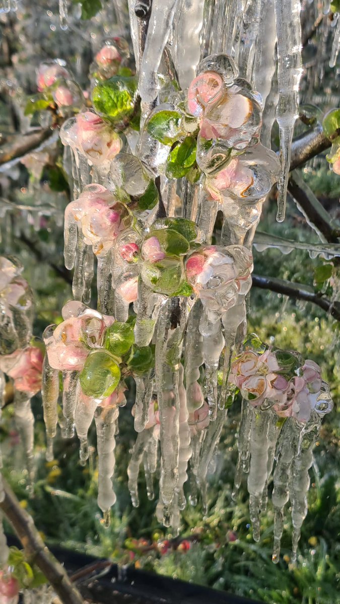 Les arboriculteurs ont besoin de moyens pour protéger leurs #vergers face au changement climatique et au #gel2022 ❄️
📣L’avenir de la production #française 🇫🇷, une question essentielle que les candidats à la #Présidentielle2022 doivent prendre en compte ‼️