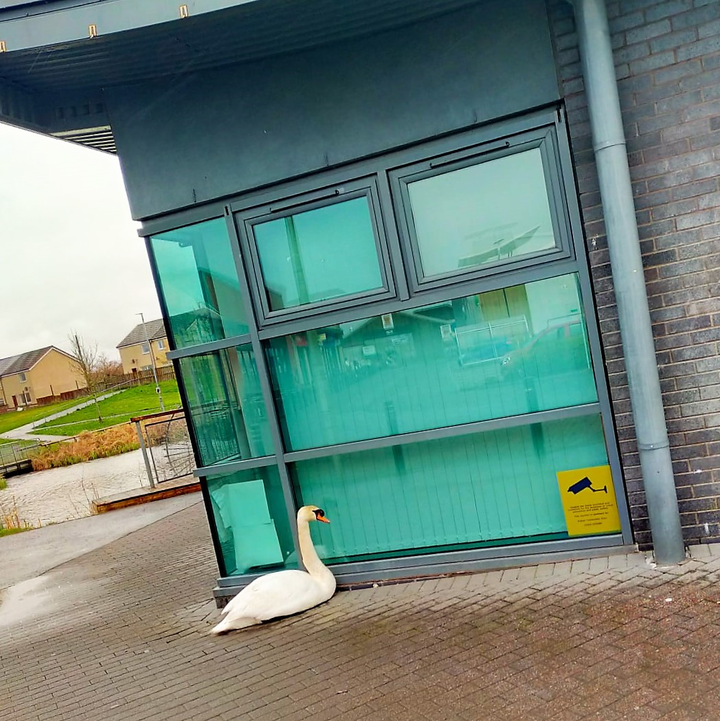 LibFalkirk's tweet photo. FORM AN ORDERLY LINE BEHIND THE SWAN. No nipping or hissing, please.

Jeez, somebody's keen to get started on today's craft! 

#Larbert #Stenhousemuir #LarbertLibrary #UrbanWildlife @FalkirkLandC https://t.co/9Hg0HCzfPk