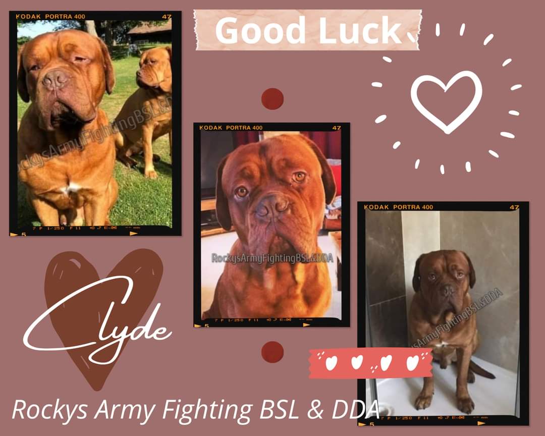 rockysarmyvbsl's tweet photo. Please join us in wishing Katie and her boy Clyde all the very best for court today, 💙 https://t.co/qhAa2icWQm