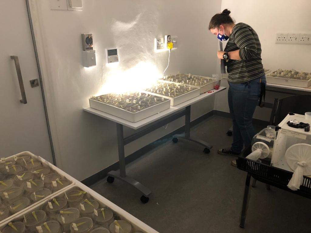 fliesandthings's tweet image. My first research paper has been published!😁🥳 @Fabiteam1

South African fruit flies do indeed show a lifespan-reproduction tradeoff. Plus a behind the scenes peek at data collection.
frontiersin.org/articles/10.33…

#AcademicChatter #AcademicTwitter #Graduate #Entomology