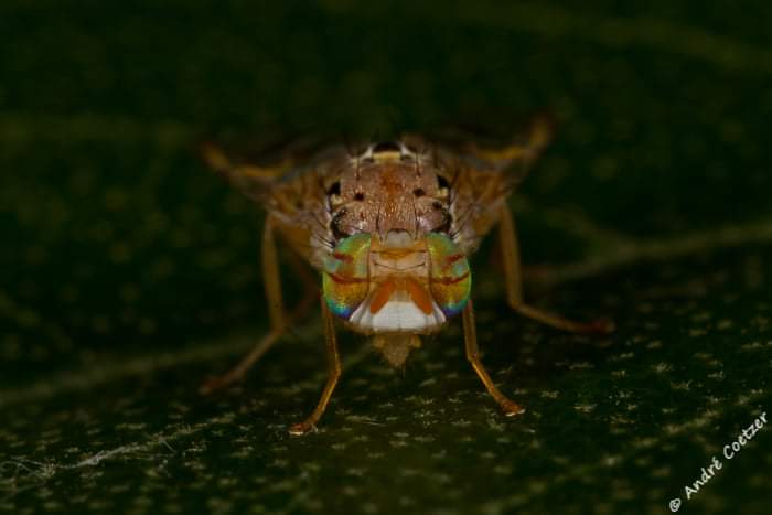 fliesandthings's tweet image. My first research paper has been published!😁🥳 @Fabiteam1

South African fruit flies do indeed show a lifespan-reproduction tradeoff. Plus a behind the scenes peek at data collection.
frontiersin.org/articles/10.33…

#AcademicChatter #AcademicTwitter #Graduate #Entomology