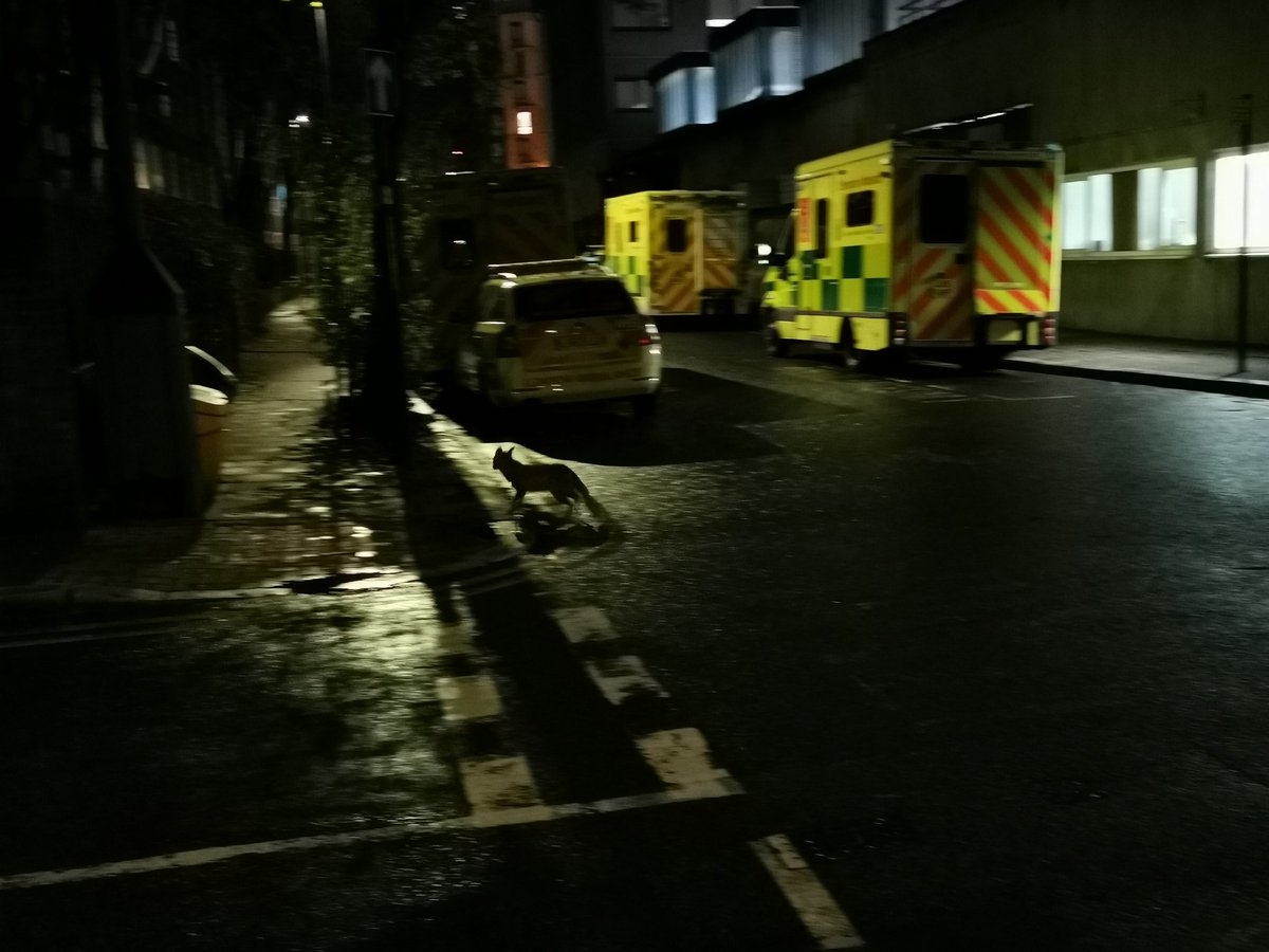 A little fox sat in front of me on the pavement, but by the time I got my phone out to take a photo it slipped off into the night! #foxoftheday