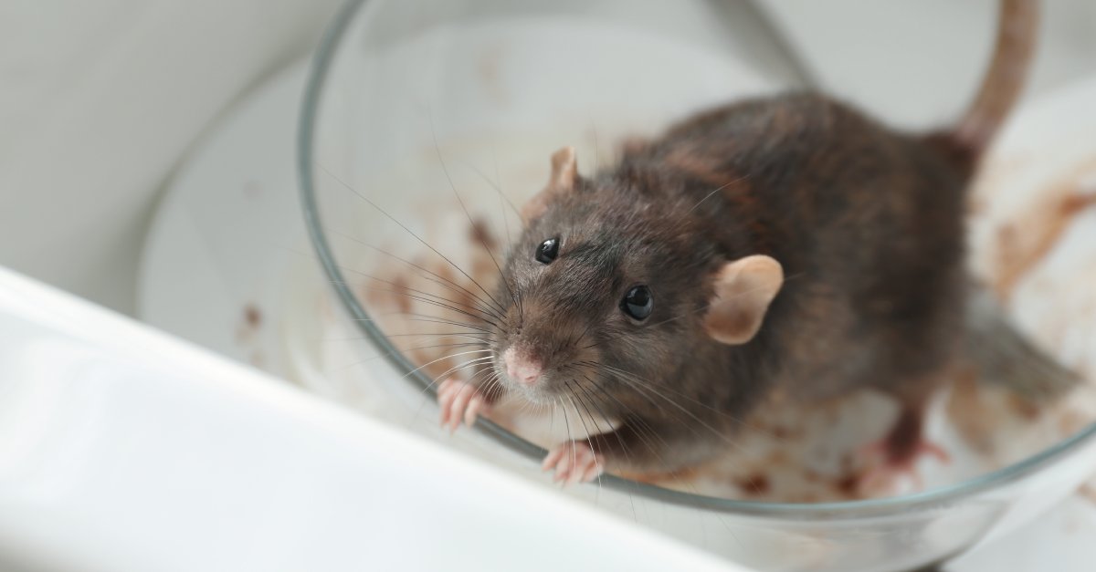 rat_down tweet picture