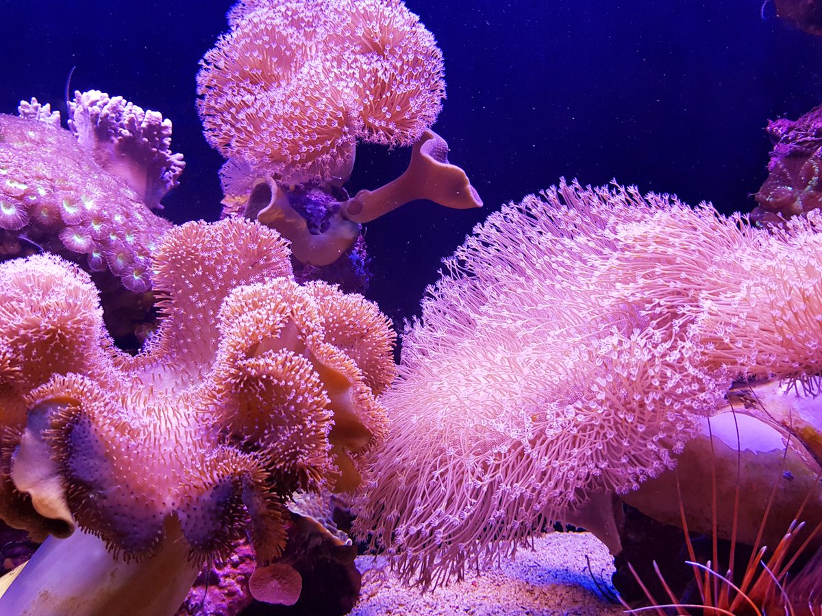 📣Request for Information: Coral Reef Response and Restoration

If you have ideas to develop activities to contribute to the restoration of the coral reef ecosystems in the aftermath of hurricane events, please send your concepts by Friday 15 April. 

Info:bit.ly/36Wyi3U
