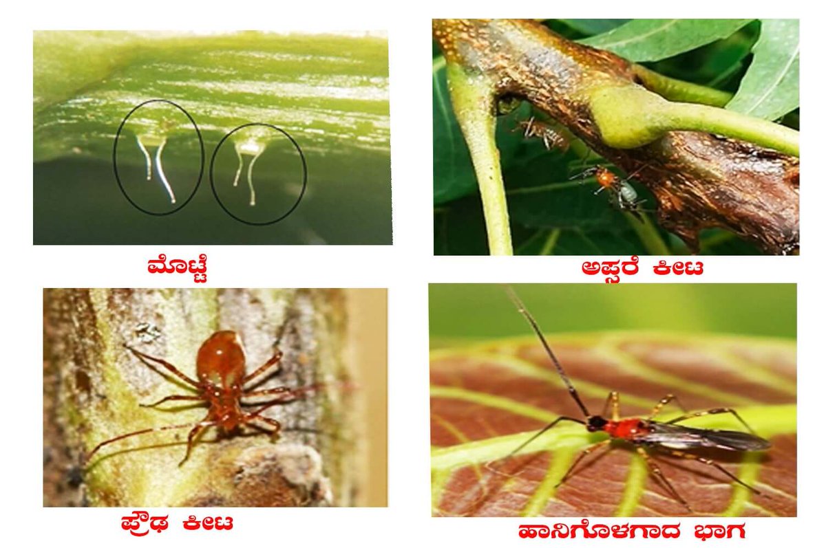 Krushikamitra's tweet photo. ಬೇವಿಗೆ ಕಂಟಕ – ಒಣಗುತ್ತಿರುವ ದಿವ್ಯೌಷದ https://t.co/5HqsBG6LFj
#bevu #ಬೇವು https://t.co/euHDHP27d3