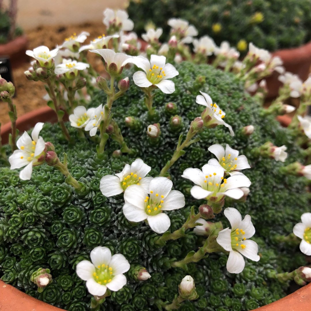 CUBotanicGarden's tweet photo. It’s Saxifrage Showtime in the Mountains Glasshouse! Come and see our National Collection - over 100 saxifrage species, originating from the high mountains of the arctic tundra to shady rock faces in southern Europe @Plantheritage #Saxifraga #LivingCollection #PlantConservation https://t.co/8P1zZqh6Yz