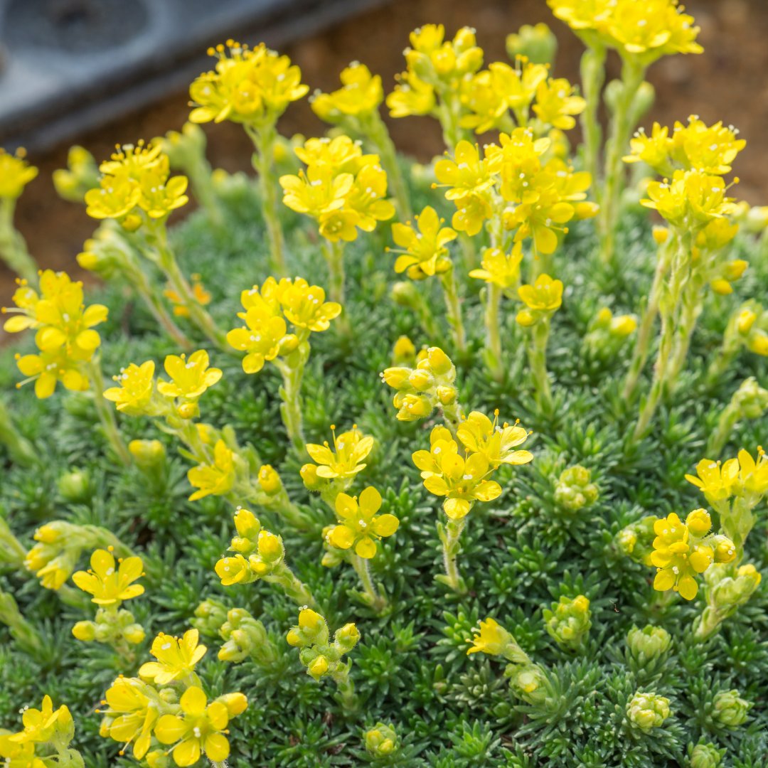 CUBotanicGarden's tweet photo. It’s Saxifrage Showtime in the Mountains Glasshouse! Come and see our National Collection - over 100 saxifrage species, originating from the high mountains of the arctic tundra to shady rock faces in southern Europe @Plantheritage #Saxifraga #LivingCollection #PlantConservation https://t.co/8P1zZqh6Yz