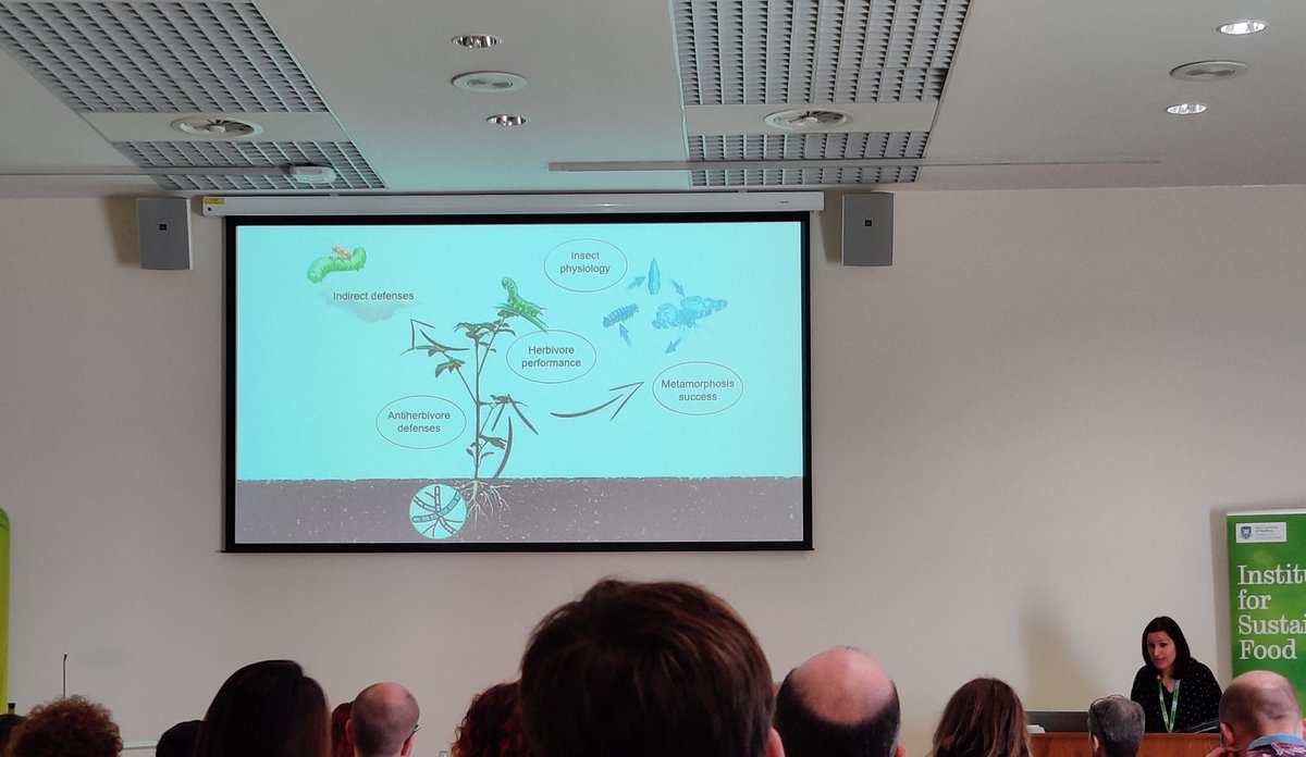 VWoolley29's tweet photo. Final day of @IobcIr includes many talks on plant-insect interactions 🍄🐛🌱
Great start with Dr. Ainhoa Martinez-Medina discussing the impact of root-mutualistic fungi on herbivores and their parasitoid!
#IOBCSHEFF @CHAPAgriTech https://t.co/qEubURHPlL
