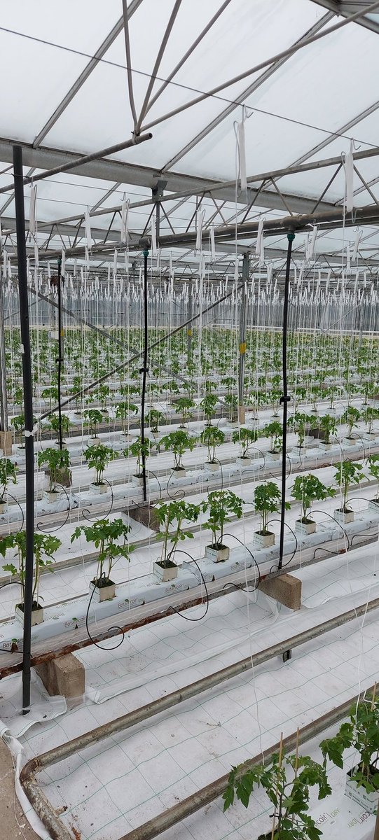 Croftpak's tweet image. Late block all planted up 🍅😎