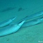 マグロ養殖場の近くに住むコバンザメに異変!何もせず餌を食べられるから海底でゴロゴロしてる!