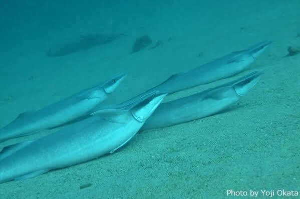 マグロ養殖場の近くに住むコバンザメに異変！！何もせず餌を食べられるから海底でゴロゴロしてるwww