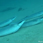 マグロ養殖場の近くに住むコバンザメに異変!何もせず餌を食べられるから海底でゴロゴロしてる!