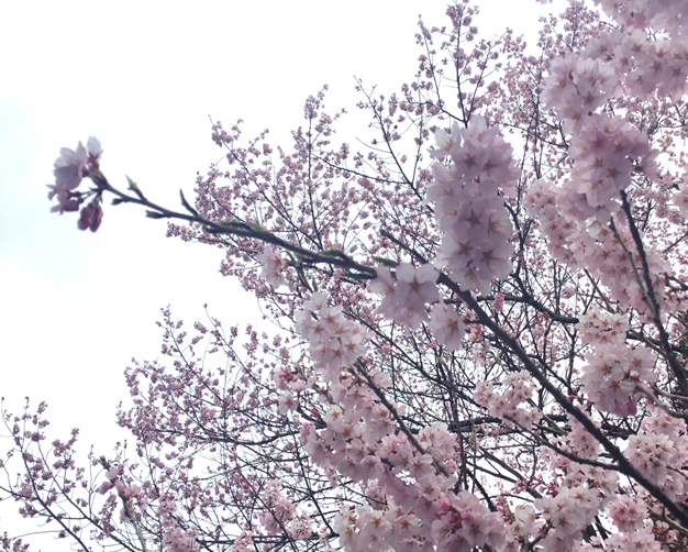 萩の月 菓匠三全オフィシャル Kashosanzen Twitter 萩の月 菓匠三全オフィシャル Kashosanzen Twitter