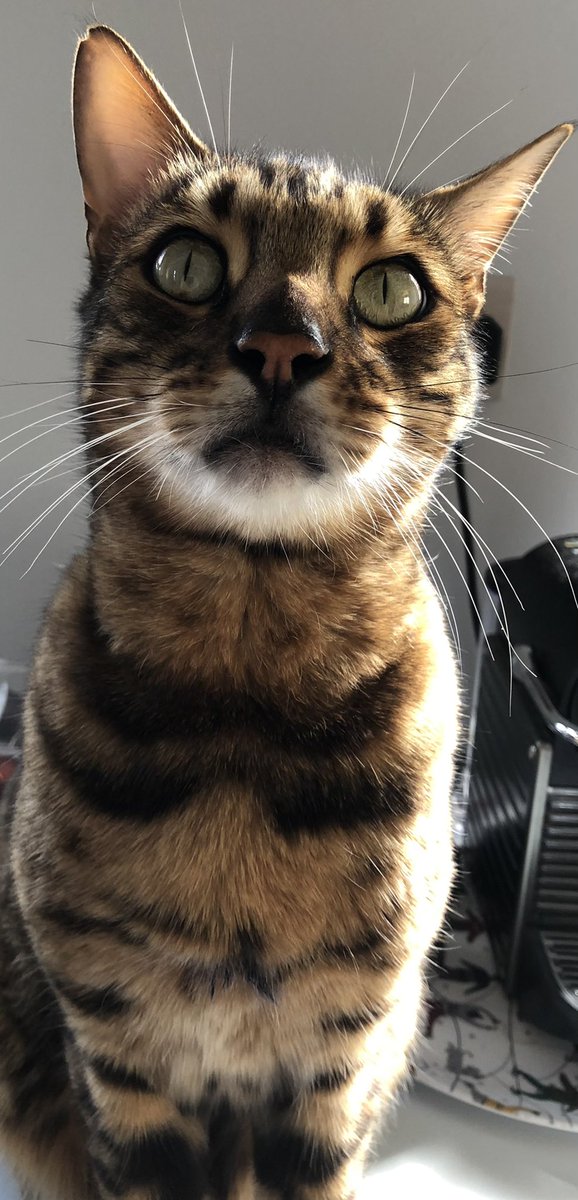 annie_warman's tweet photo. Fansee fotoshoot tooday appeerinโ in โVagueโ sittinโ on da tumberl dryer munching treats. Itโs my birthday. I AM THREE!!! Love to all my Twitter furrends, especially #teambengal Luffs frum Rocco โค๏ธโค๏ธโค๏ธโค๏ธ https://t.co/PZybYQpryn
