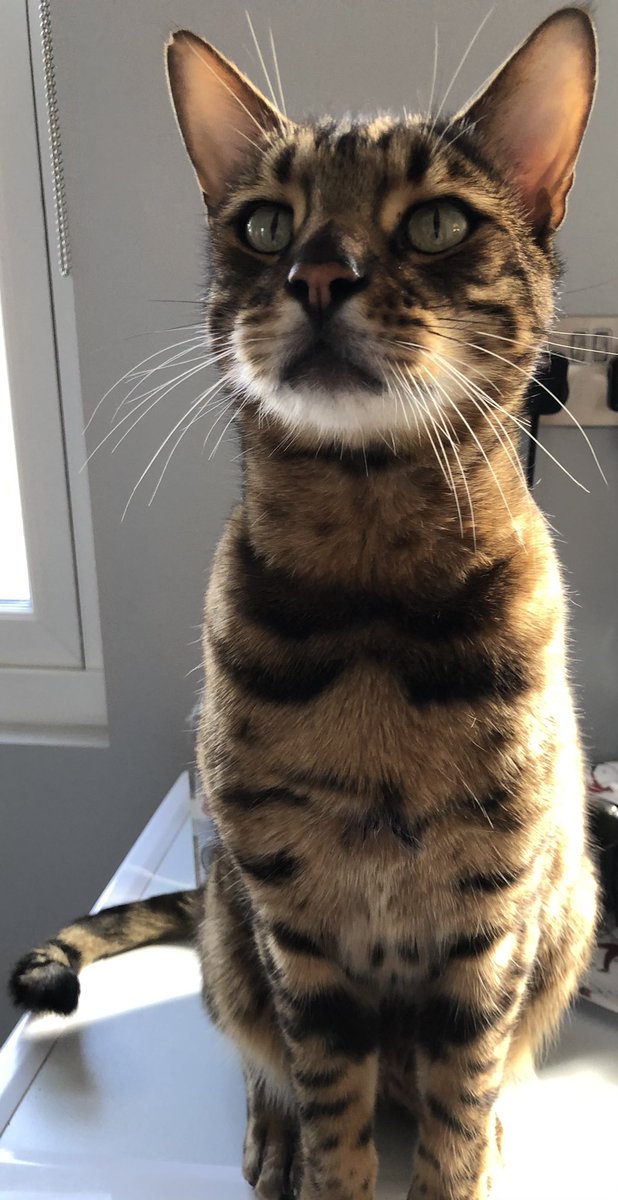 annie_warman's tweet photo. Fansee fotoshoot tooday appeerinโ in โVagueโ sittinโ on da tumberl dryer munching treats. Itโs my birthday. I AM THREE!!! Love to all my Twitter furrends, especially #teambengal Luffs frum Rocco โค๏ธโค๏ธโค๏ธโค๏ธ https://t.co/PZybYQpryn