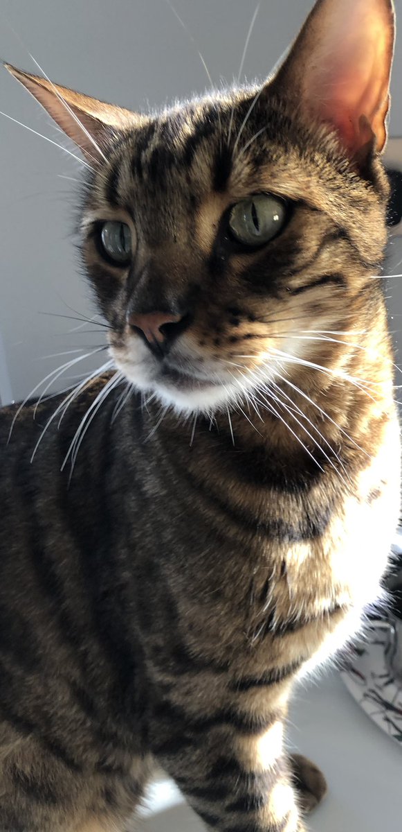 annie_warman's tweet photo. Fansee fotoshoot tooday appeerinโ in โVagueโ sittinโ on da tumberl dryer munching treats. Itโs my birthday. I AM THREE!!! Love to all my Twitter furrends, especially #teambengal Luffs frum Rocco โค๏ธโค๏ธโค๏ธโค๏ธ https://t.co/PZybYQpryn
