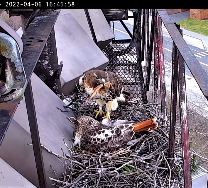 CornellHawks's tweet photo. 4/7, 05:00

BR returned from last evening break at 16:45 on 4/6 w/ bark.

Great look at the Eggs in favorable light.  

Arthur w/another spectacular light box departure as BR returns from an afternoon break in CornellHawks Land. https://t.co/oixj3Nkd5H