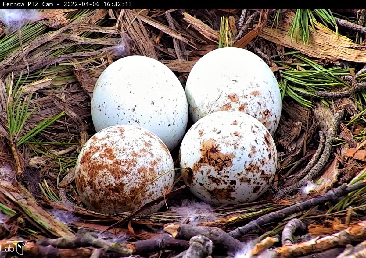 CornellHawks's tweet photo. 4/7, 05:00

BR returned from last evening break at 16:45 on 4/6 w/ bark.

Great look at the Eggs in favorable light.  

Arthur w/another spectacular light box departure as BR returns from an afternoon break in CornellHawks Land. https://t.co/oixj3Nkd5H