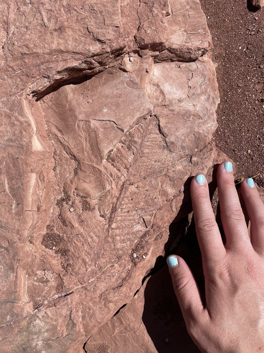 Last field trip for <a href="/geomicrobe/">Dan Jones</a>’s earth history class this spring! Checking out some pine trees and point bars in the Abo Formation from the Early Permian <a href="/newmexicotech/">New Mexico Tech</a> <a href="/NMT_EES/">NMT Earth & Environmental Sciences</a>