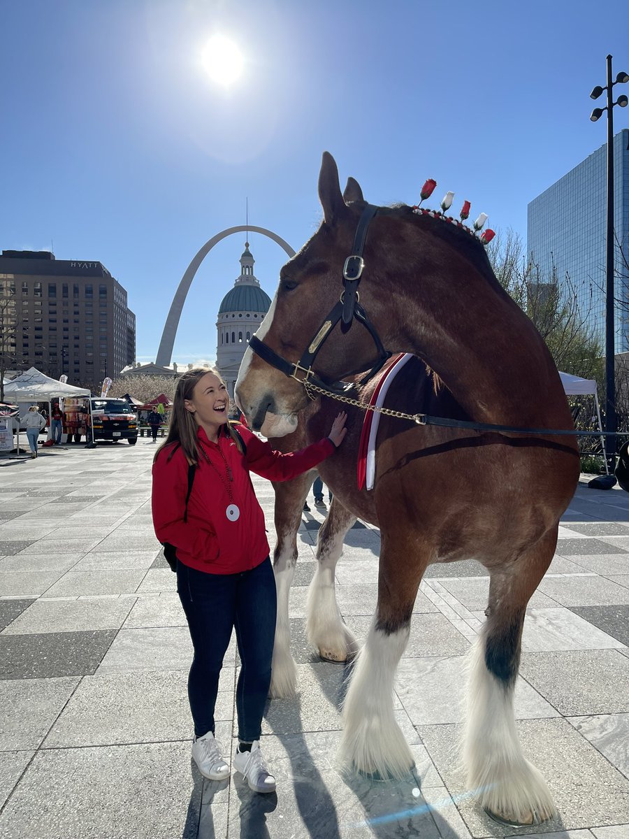 monicaryan96's tweet photo. This is my third time covering Cardinals Opening Day and seeing a Clydesdale never gets old! #cardinals #cardinalsnation https://t.co/6329paDBHI