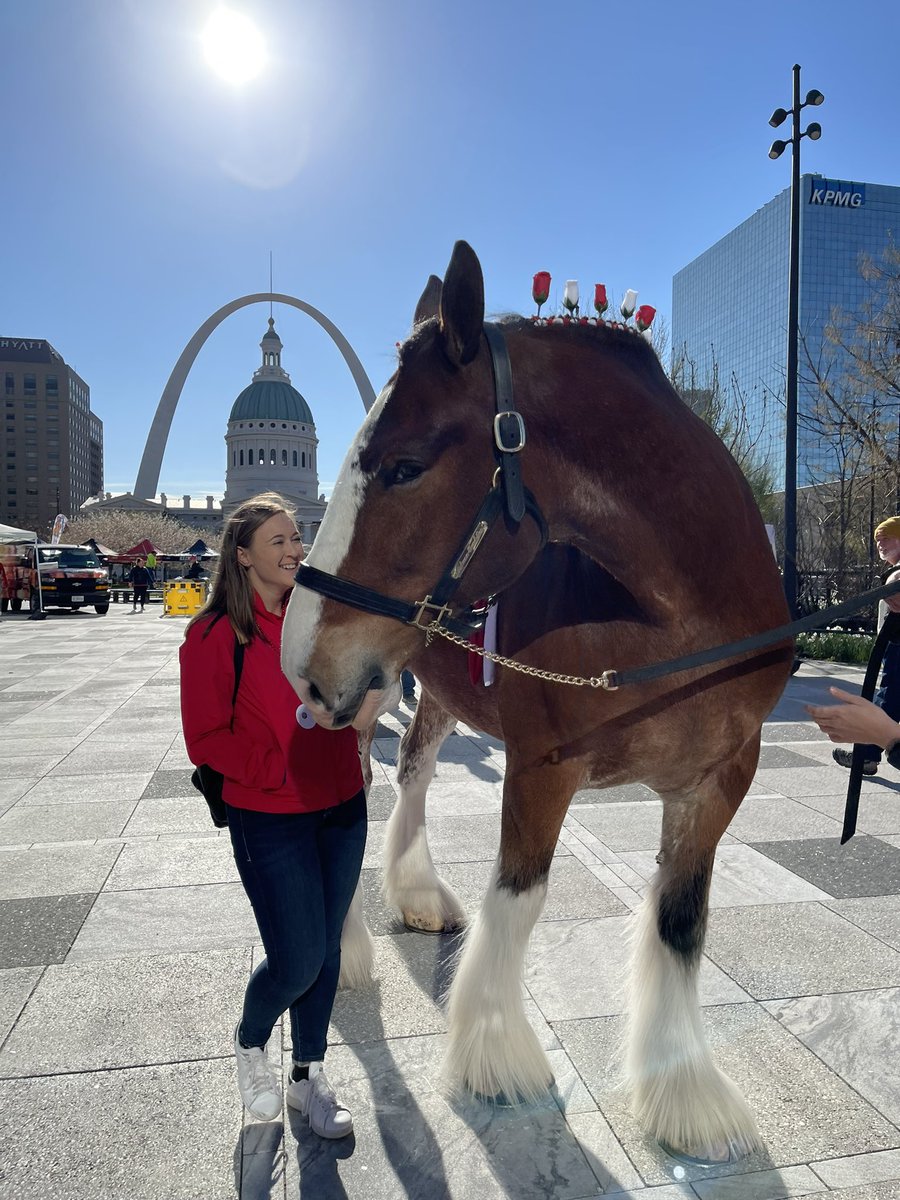 monicaryan96's tweet photo. This is my third time covering Cardinals Opening Day and seeing a Clydesdale never gets old! #cardinals #cardinalsnation https://t.co/6329paDBHI