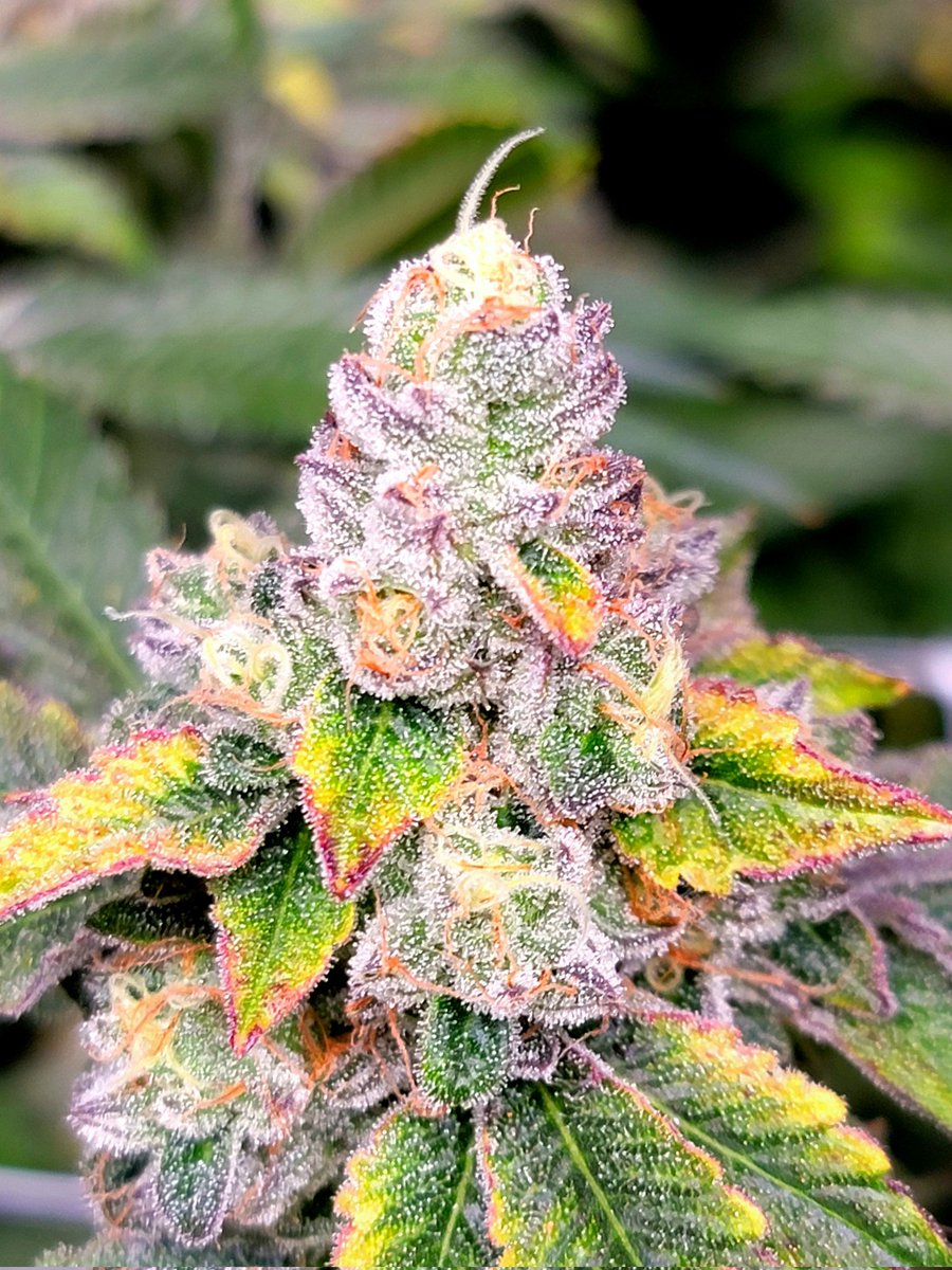 cookiesqueen33's tweet photo. Happy Thursday fam! Let's do this. #Mmemberville #StonerFam #CannabisCommunity https://t.co/UZ5AksECOm