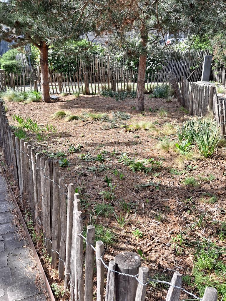 Arlatan4's tweet photo. Jardin #jourda rue du Département. Du mieux pour une partie des pelouses, mais encore un effort pour certaines parcelles @GillesMenede et toujours la nécessité de mieux protéger ces plantations. https://t.co/erfBuhMVmn