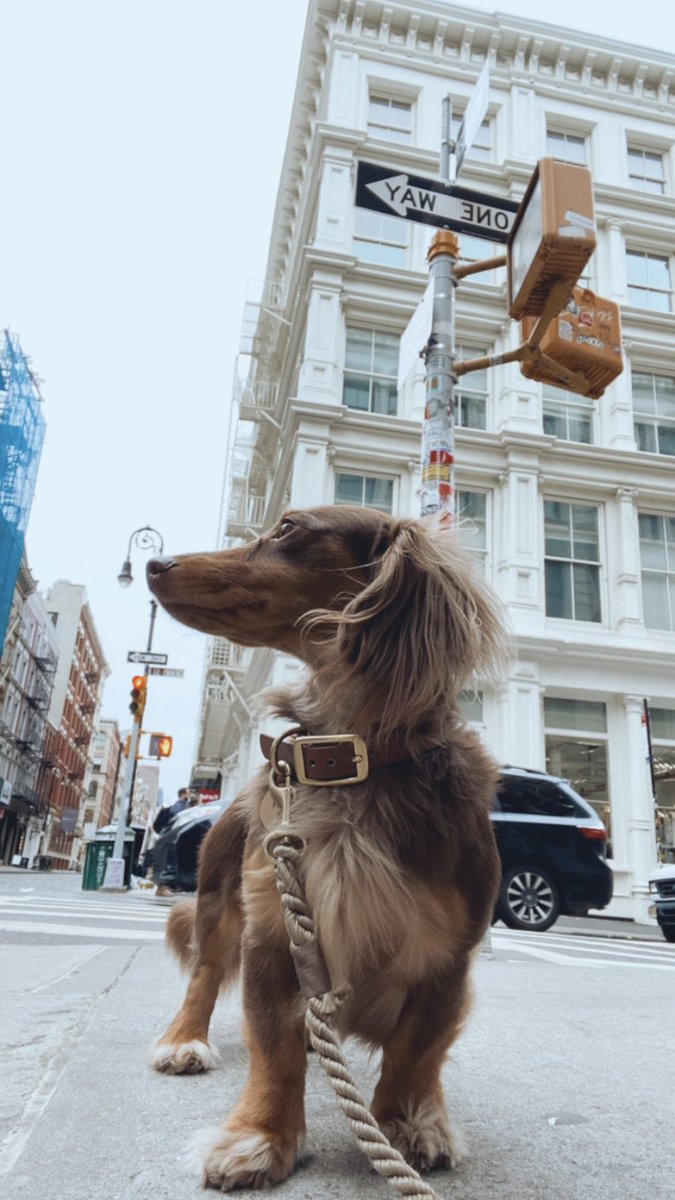 DoxieFrens's tweet photo. Morning frens!  

Remember to always keep your head and chest up, like me 😉👇🏽.  Sneak peek of what’s coming #NFTcollection #NFT #DOXIEFRENS #ComingSoon https://t.co/22oUJCDvTq