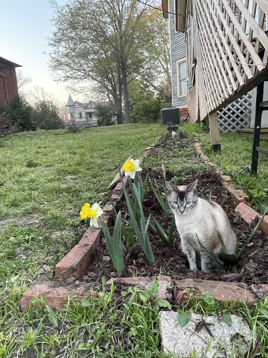 RealTimHiggins's tweet image. Nothing to promote or report. Flowers are blooming and I’m hanging with my cat Turnip. ✌️🌳