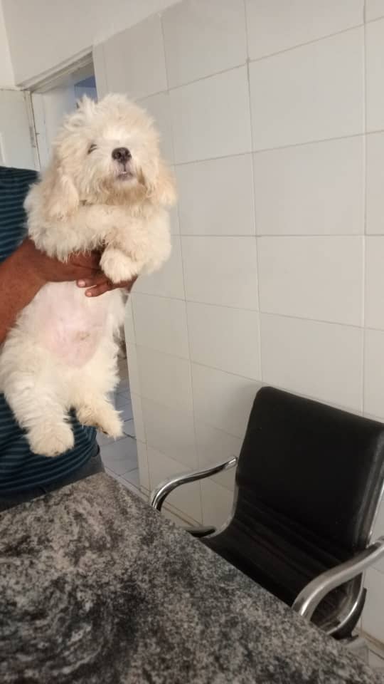 Polo Dogs tweet media