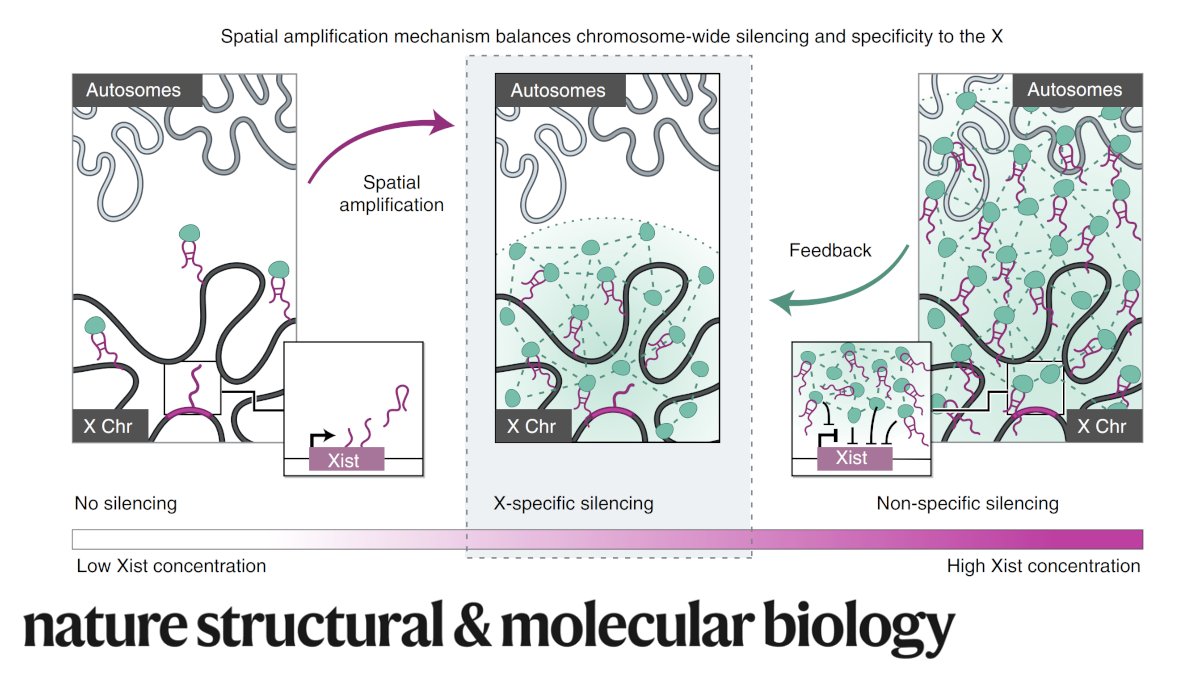 NatureStructMolBiol (@naturesmb) on Twitter photo #ICYMI <a href="/jwjach/">Joanna W Jachowicz</a> &al <a href="/mitchguttman/">Mitch Guttman</a> lab show that Xist drives non-stoichiometric recruitment of SHARP/SPEN to inactive X, including @ regions not occupied by Xist via concentration-dependent homotypic assemblies of SHARP required for chromosome-wide silencing nature.com/articles/s4159… #ICYMI <a href="/jwjach/">Joanna W Jachowicz</a> &al <a href="/mitchguttman/">Mitch Guttman</a> lab show that Xist drives non-stoichiometric recruitment of SHARP/SPEN to inactive X, including @ regions not occupied by Xist via concentration-dependent homotypic assemblies of SHARP required for chromosome-wide silencing nature.com/articles/s4159…