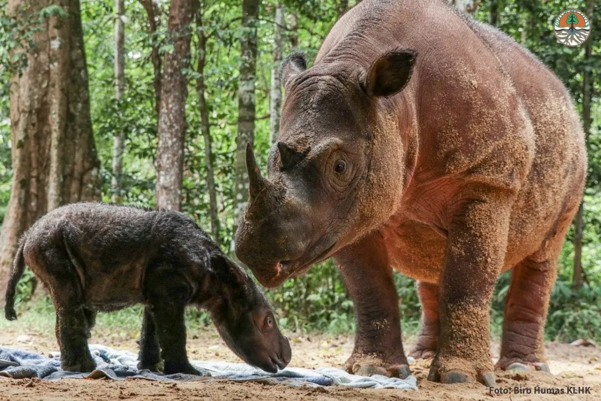 re_rank's tweet photo. In case anyone missed it, a couple weeks ago a new Sumatran Rhino baby was born at the Way Kambas Rhino Sanctuary! 

With only 8 rhinos at the sanctuary, and roughly 80 in the world, this is huge news! 🦏🌎 https://t.co/RZj2LhlbPx
