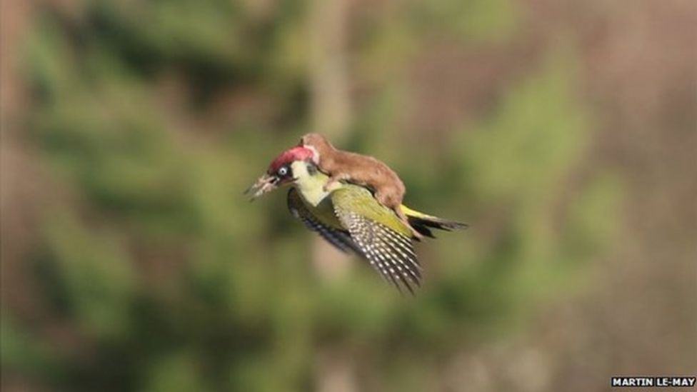 sarahbethdurst's tweet photo. This is a weasel riding a woodpecker (photo by Martin Le-May). And beside it is the cover for my next MG novel for kids, THE SHELTERLINGS (coming in June from @ClarionBooks), in case you ever wondered where ideas come from. https://t.co/eBQFaihdhq