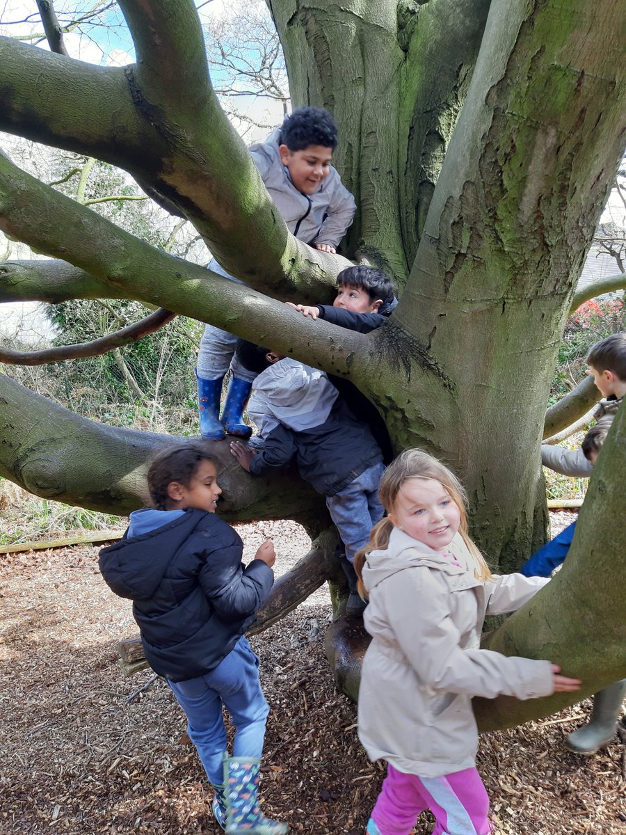 Stmattsprimary's tweet photo. Let's climb a tree Year 2 https://t.co/np3DNcn3VW