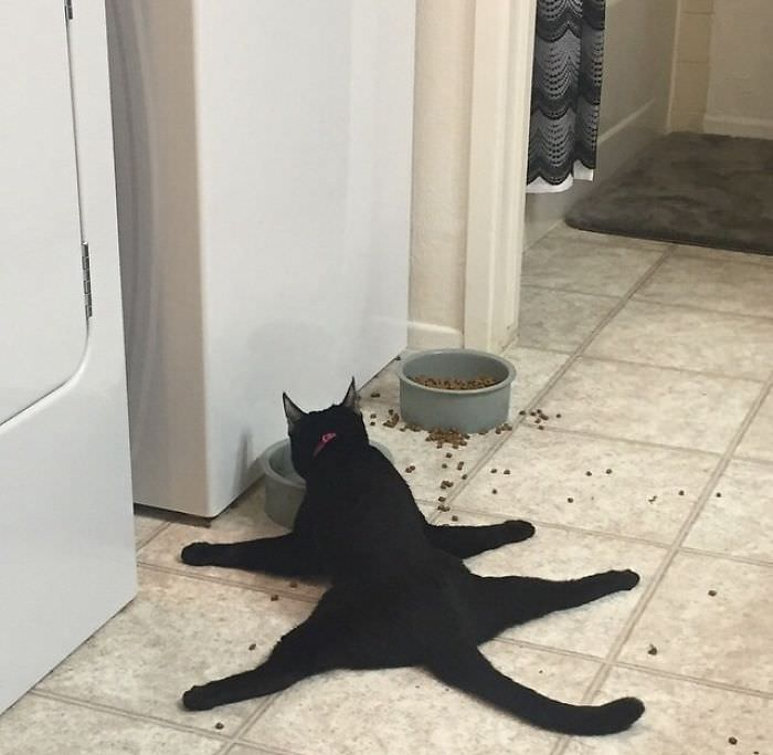 suhaylpsd's tweet photo. full split🐱@weirdlilguys https://t.co/Ygk9DG7hfv